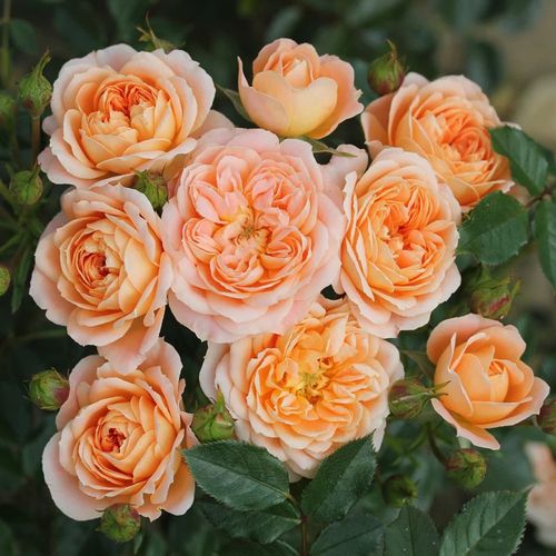Közepesen illatos rózsa - Rózsa - Sweet Dream® - Online rózsa vásárlás